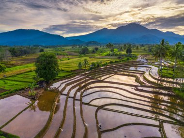 Beautiful morning view indonesia panorama landscape paddy fields with beauty color and sky natural light