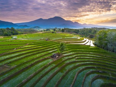 Beautiful morning view indonesia panorama landscape paddy fields with beauty color and sky natural light