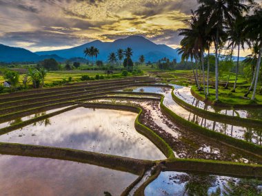 Beautiful morning view indonesia panorama landscape paddy fields with beauty color and sky natural light