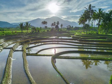 Beautiful morning view indonesia panorama landscape paddy fields with beauty color and sky natural light