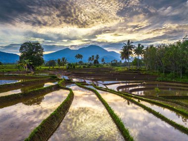 Beautiful morning view indonesia panorama landscape paddy fields with beauty color and sky natural light