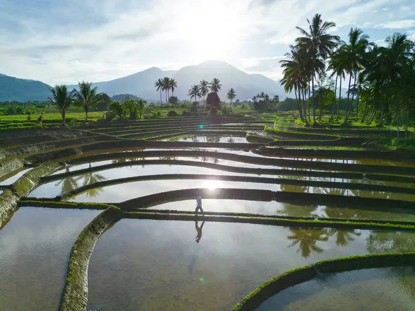 Beautiful morning view indonesia panorama landscape paddy fields with beauty color and sky natural light