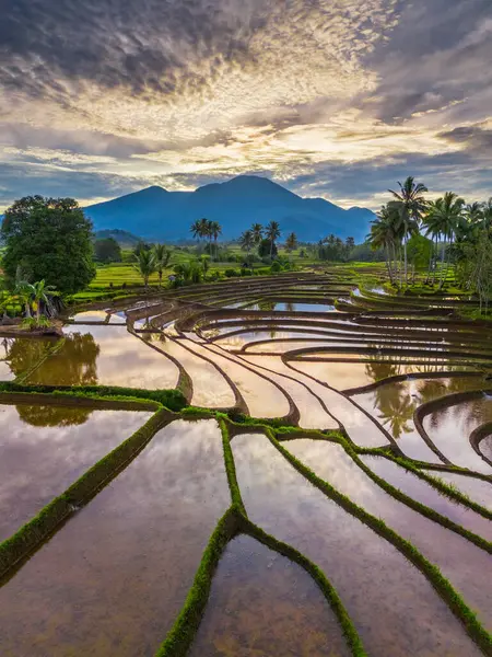 Beautiful morning view indonesia panorama landscape paddy fields with beauty color and sky natural light