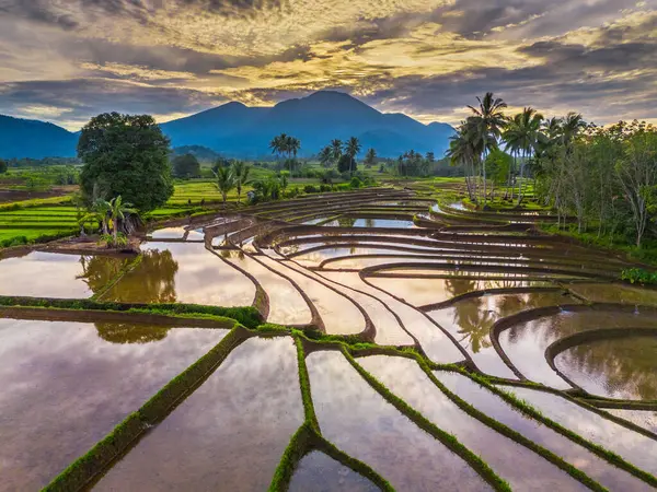 Beautiful morning view indonesia panorama landscape paddy fields with beauty color and sky natural light