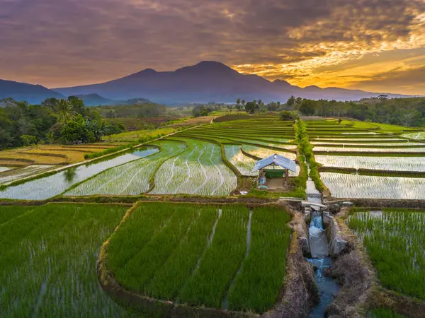 Beautiful morning view indonesia panorama landscape paddy fields with beauty color and sky natural light