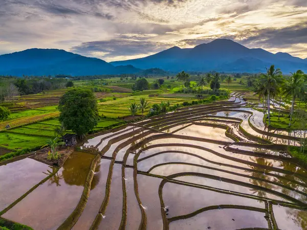 Beautiful morning view indonesia panorama landscape paddy fields with beauty color and sky natural light