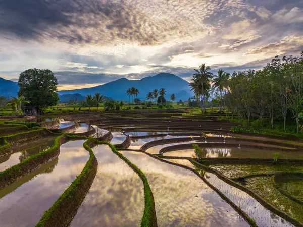 Beautiful morning view indonesia panorama landscape paddy fields with beauty color and sky natural light