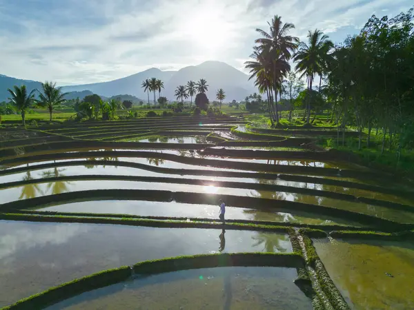 Beautiful morning view indonesia panorama landscape paddy fields with beauty color and sky natural light