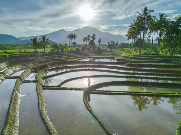 Beautiful morning view indonesia panorama landscape paddy fields with beauty color and sky natural light
