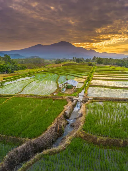 Beautiful morning view indonesia panorama landscape paddy fields with beauty color and sky natural light