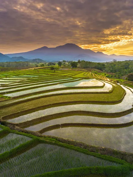 Beautiful morning view indonesia panorama landscape paddy fields with beauty color and sky natural light