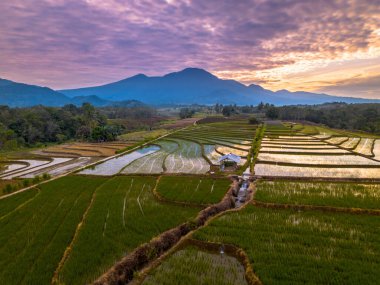 Beautiful morning view indonesia panorama landscape paddy fields with beauty color and sky natural light