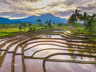 Beautiful morning view indonesia panorama landscape paddy fields with beauty color and sky natural light