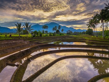 Beautiful morning view indonesia panorama landscape paddy fields with beauty color and sky natural light