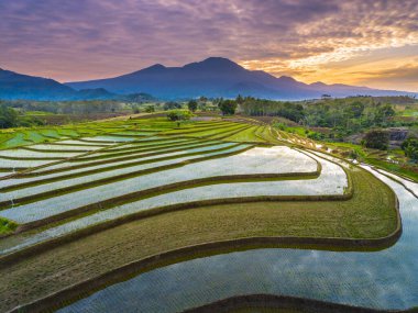 Beautiful morning view indonesia panorama landscape paddy fields with beauty color and sky natural light