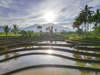 Beautiful morning view indonesia panorama landscape paddy fields with beauty color and sky natural light
