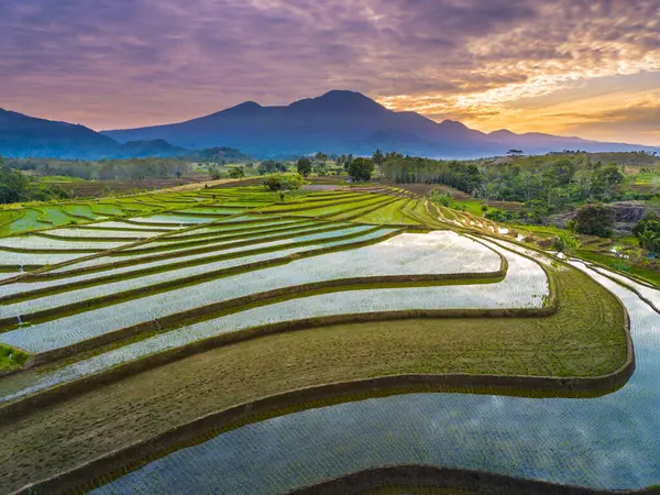 Beautiful morning view indonesia panorama landscape paddy fields with beauty color and sky natural light