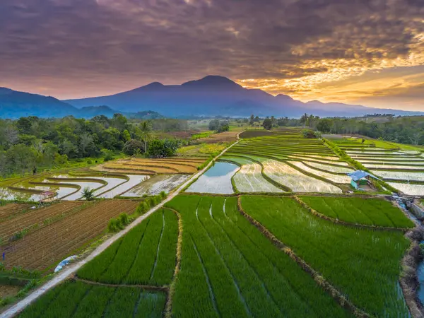 Beautiful morning view indonesia panorama landscape paddy fields with beauty color and sky natural light