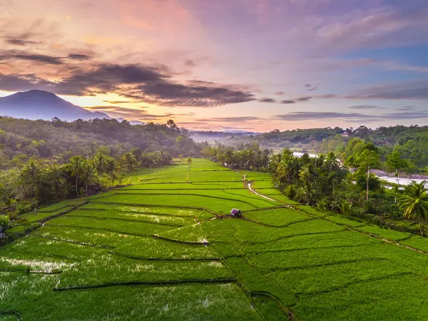 Beautiful morning view indonesia panorama landscape paddy fields with beauty color and sky natural light