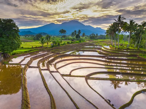Beautiful morning view indonesia panorama landscape paddy fields with beauty color and sky natural light
