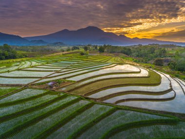 Beautiful morning view indonesia panorama landscape paddy fields with beauty color and sky natural light