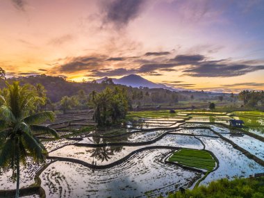 Beautiful morning view indonesia panorama landscape paddy fields with beauty color and sky natural light