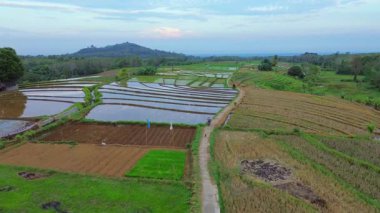 Beautiful morning view indonesia panorama landscape paddy fields with beauty color and sky natural light