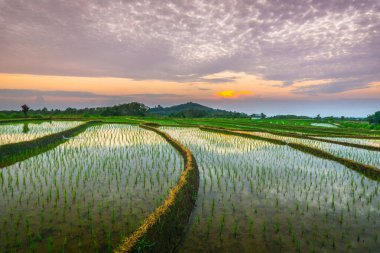 Beautiful morning view indonesia panorama landscape paddy fields with beauty color and sky natural light