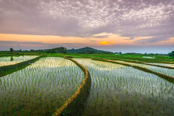 Beautiful morning view indonesia panorama landscape paddy fields with beauty color and sky natural light