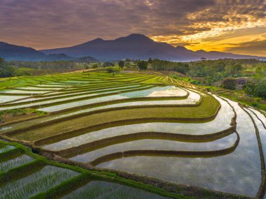 Beautiful morning view indonesia panorama landscape paddy fields with beauty color and sky natural light