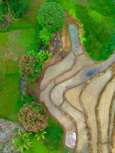 Beautiful morning view indonesia panorama landscape paddy fields with beauty color and sky natural light