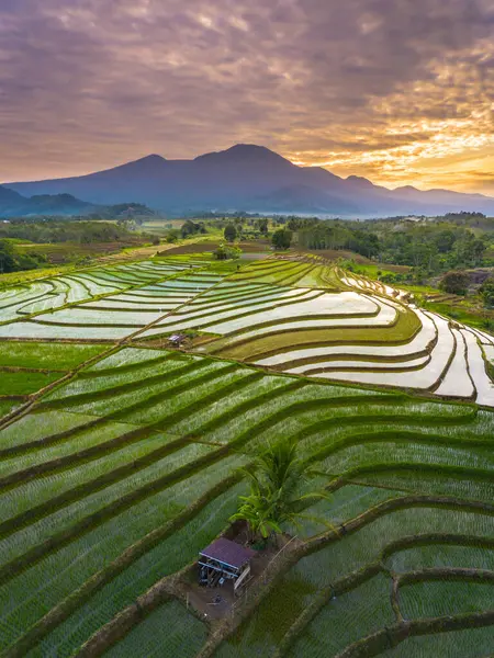 Beautiful morning view indonesia panorama landscape paddy fields with beauty color and sky natural light