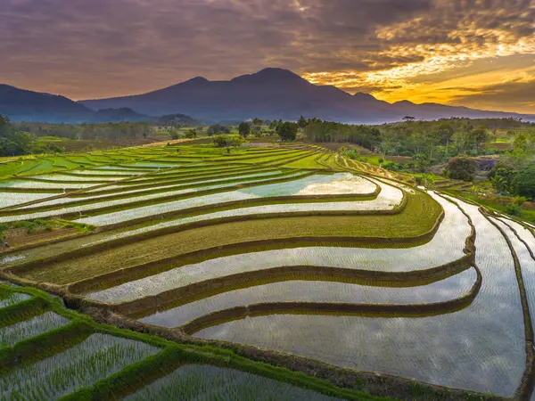 Beautiful morning view indonesia panorama landscape paddy fields with beauty color and sky natural light