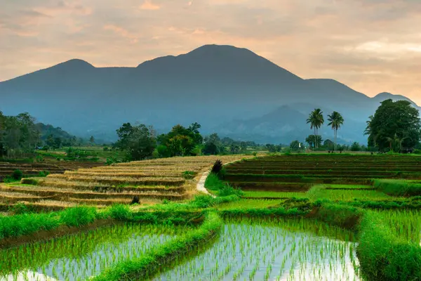 Beautiful morning view indonesia panorama landscape paddy fields with beauty color and sky natural light