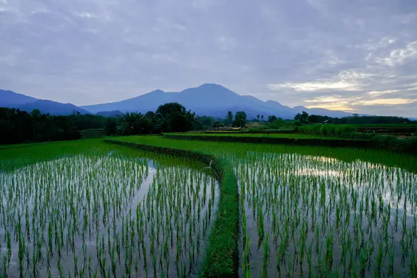 Beautiful morning view indonesia panorama landscape paddy fields with beauty color and sky natural light