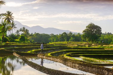 Beautiful morning view indonesia panorama landscape paddy fields with beauty color and sky natural light