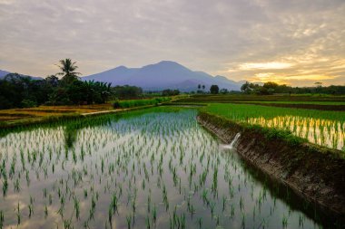 Beautiful morning view indonesia panorama landscape paddy fields with beauty color and sky natural light