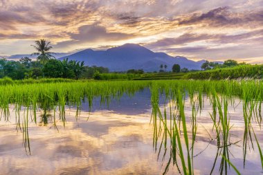 Beautiful morning view indonesia panorama landscape paddy fields with beauty color and sky natural light