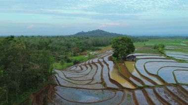 Beautiful morning view indonesia panorama landscape paddy fields with beauty color and sky natural light