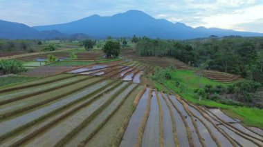 Beautiful morning view indonesia panorama landscape paddy fields with beauty color and sky natural light