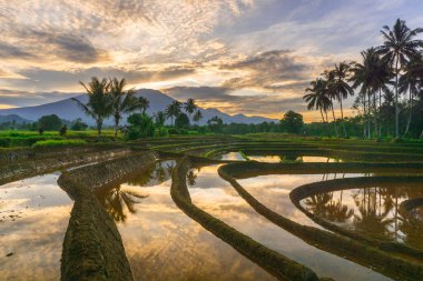 Beautiful morning view indonesia panorama landscape paddy fields with beauty color and sky natural light