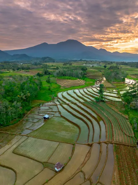 Beautiful morning view indonesia panorama landscape paddy fields with beauty color and sky natural light