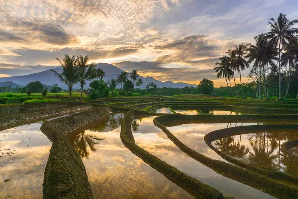 Beautiful morning view indonesia panorama landscape paddy fields with beauty color and sky natural light