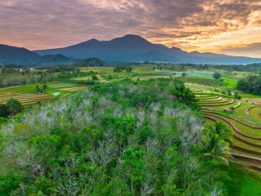 Beautiful morning view indonesia panorama landscape paddy fields with beauty color and sky natural light