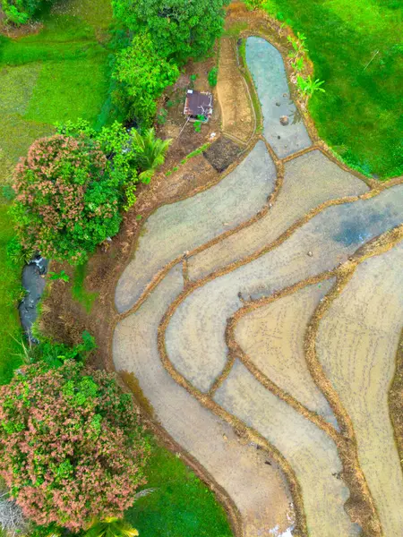 Beautiful morning view indonesia panorama landscape paddy fields with beauty color and sky natural light