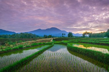 Beautiful morning view indonesia panorama landscape paddy fields with beauty color and sky natural light
