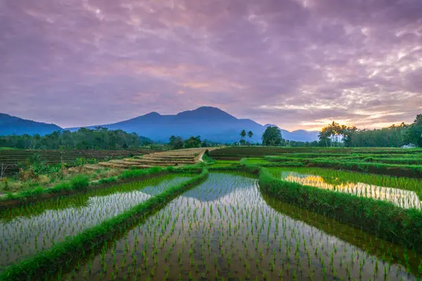 Beautiful morning view indonesia panorama landscape paddy fields with beauty color and sky natural light