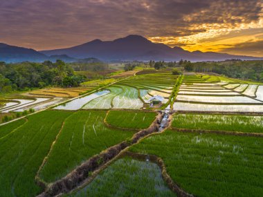 Beautiful morning view indonesia panorama landscape paddy fields with beauty color and sky natural light