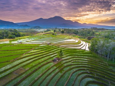 Beautiful morning view indonesia panorama landscape paddy fields with beauty color and sky natural light