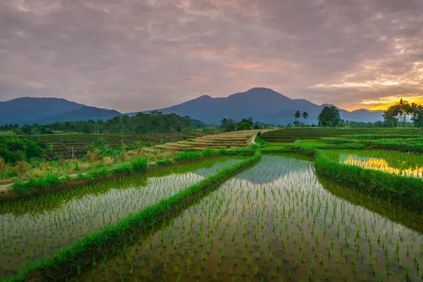 Beautiful morning view indonesia panorama landscape paddy fields with beauty color and sky natural light